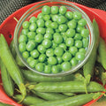 Shell Peas 2 lb Seed Q807