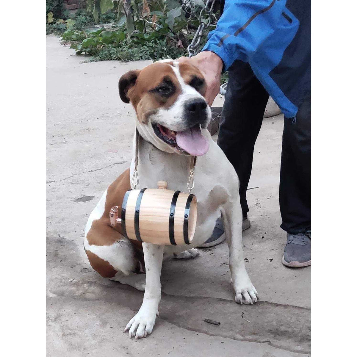 Saint Bernard Barrel Collar 1/2 Liter Size M131038