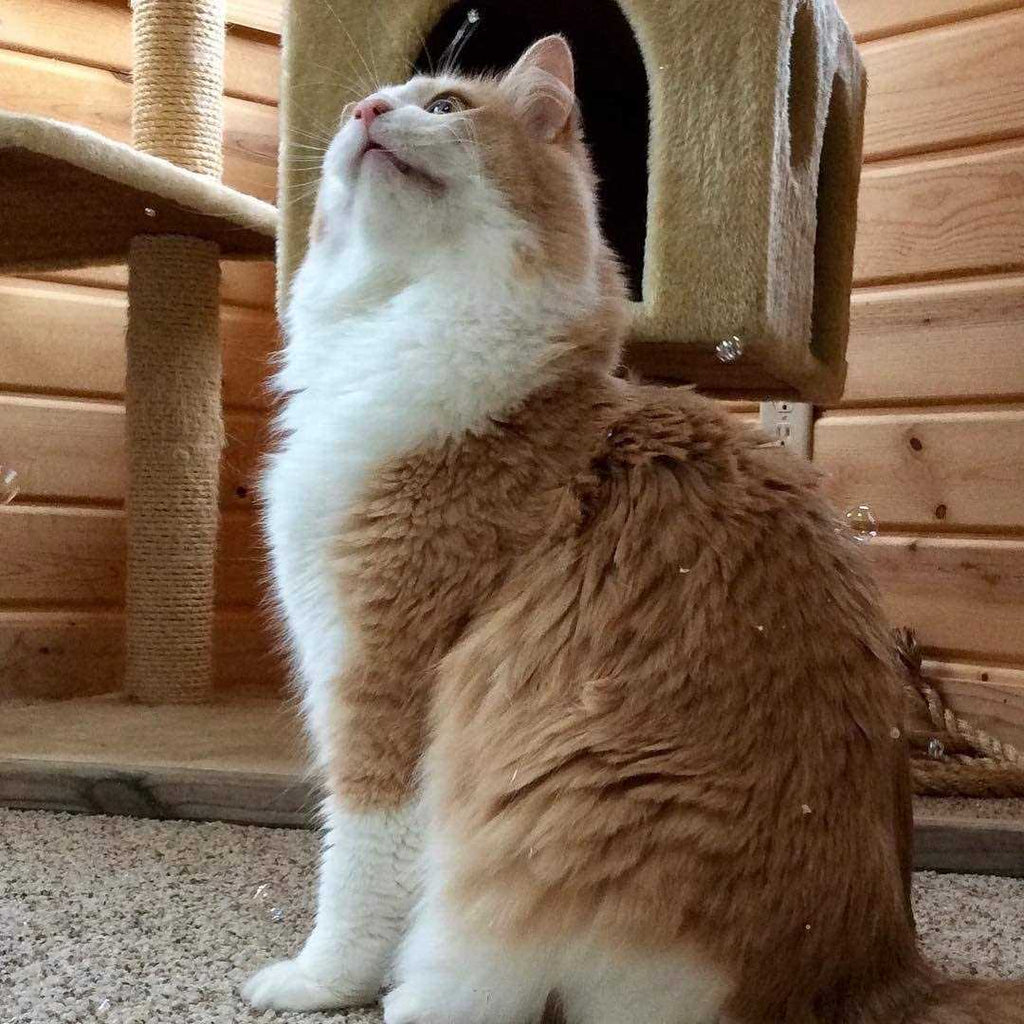 Cat Incredibubbles K552