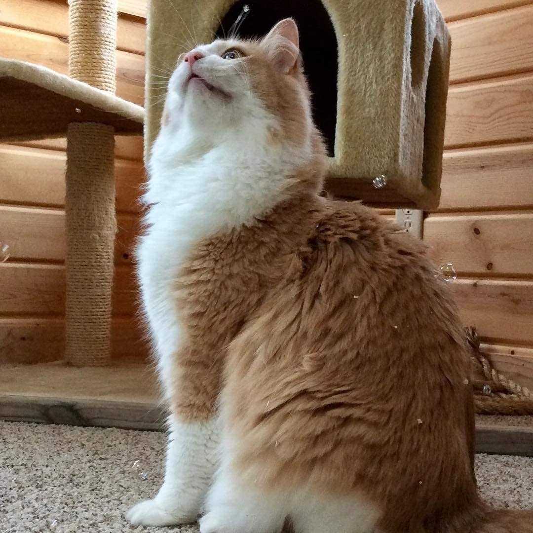 Cat Incredibubbles K552
