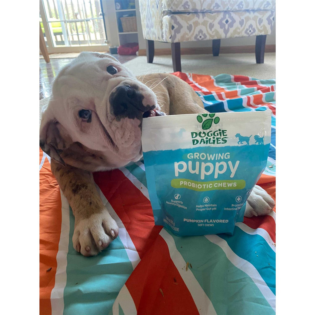 Puppy Probiotic with Digestive Enzymes G6748