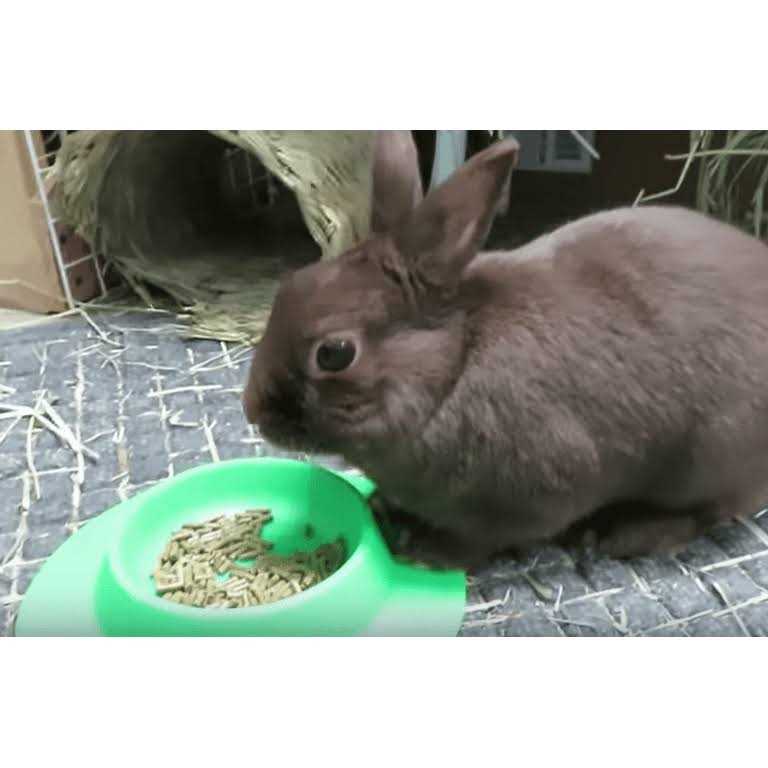 Tip-Proof Bowl for Guinea Pigs and Small Pets G355
