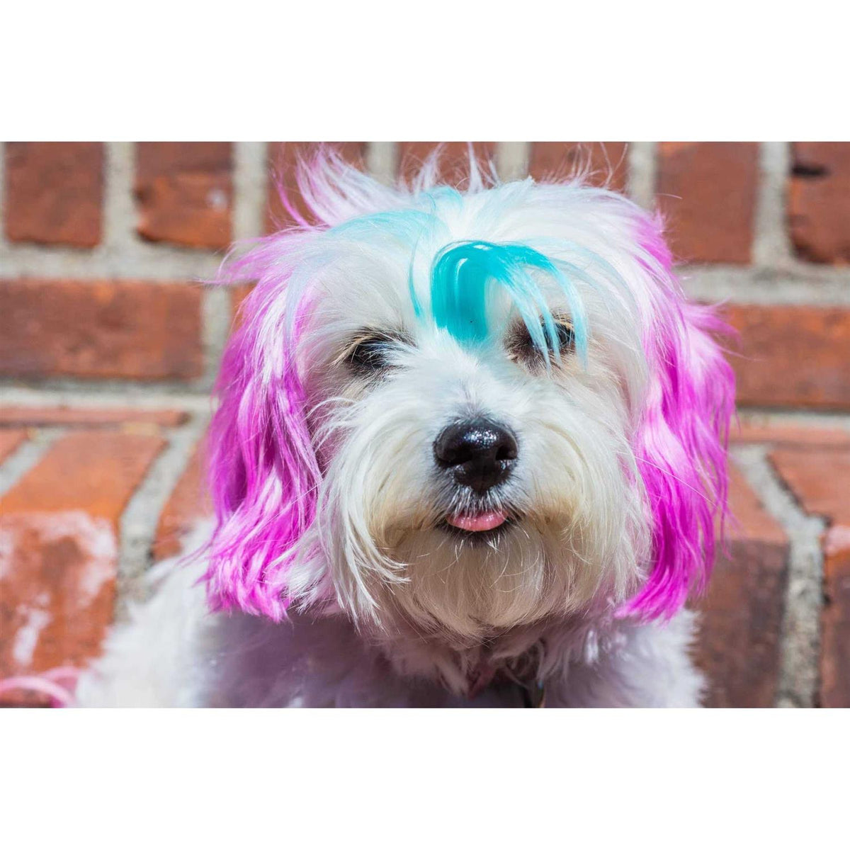 Semi Perm Coat Color Shampoo for Dogs F91687