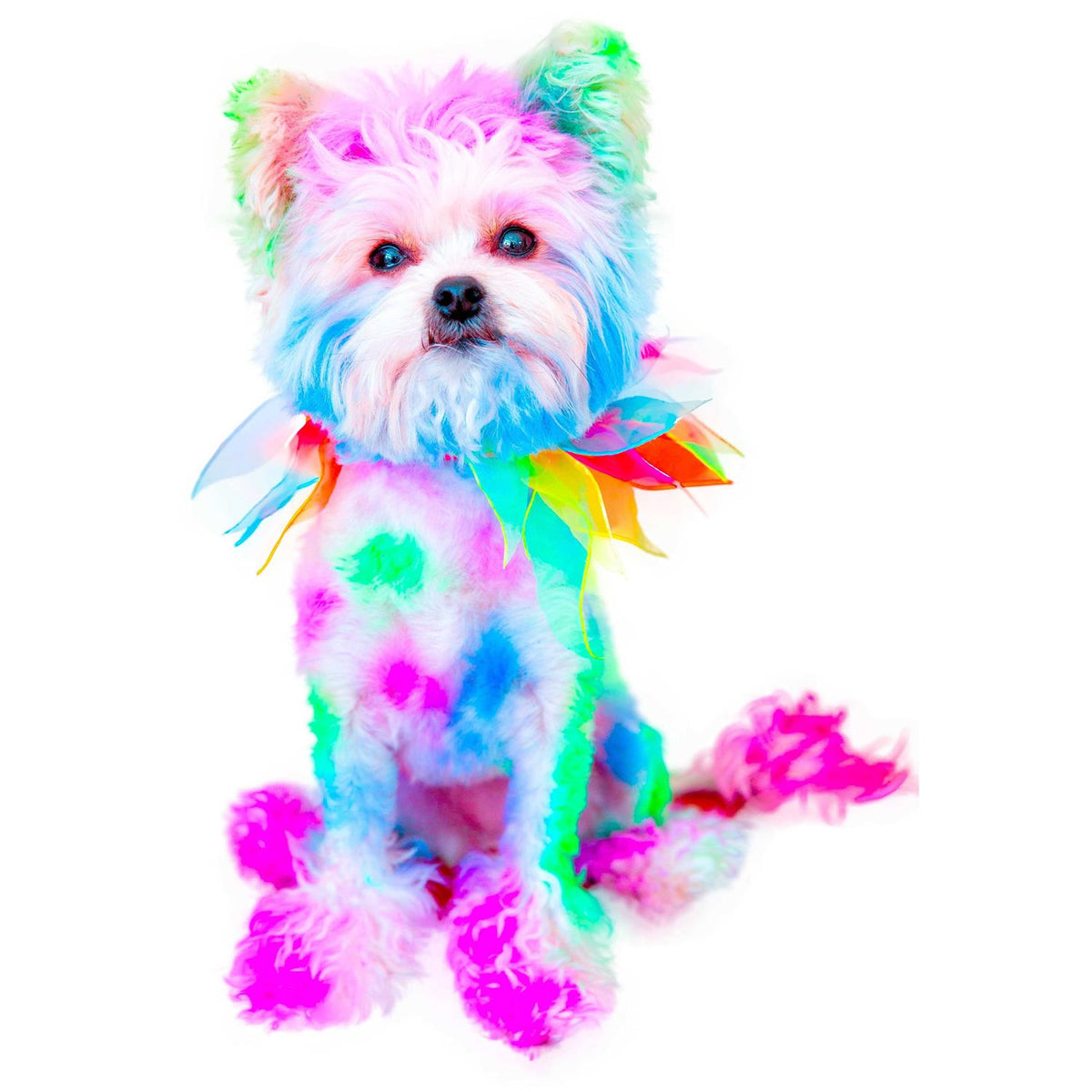 Semi Perm Coat Color Shampoo for Dogs F91687