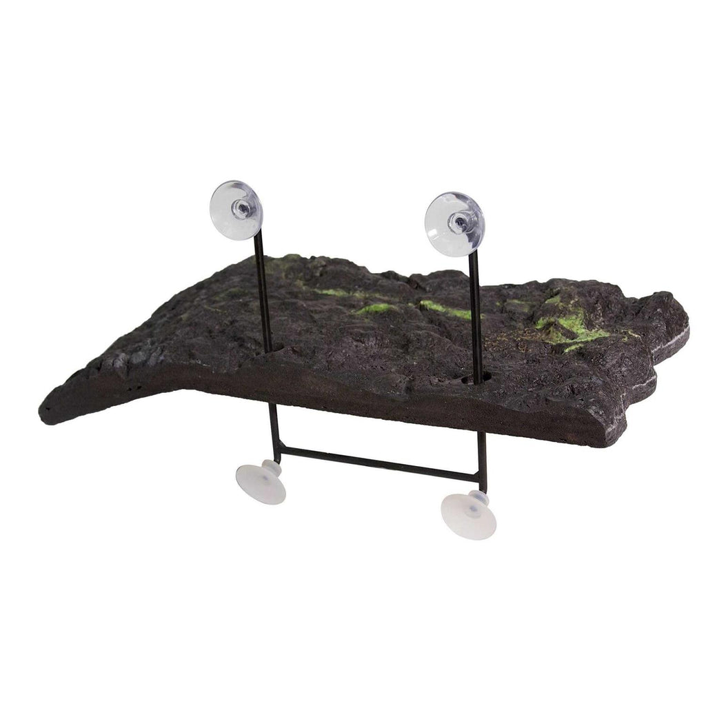 Turtle Dock T19462