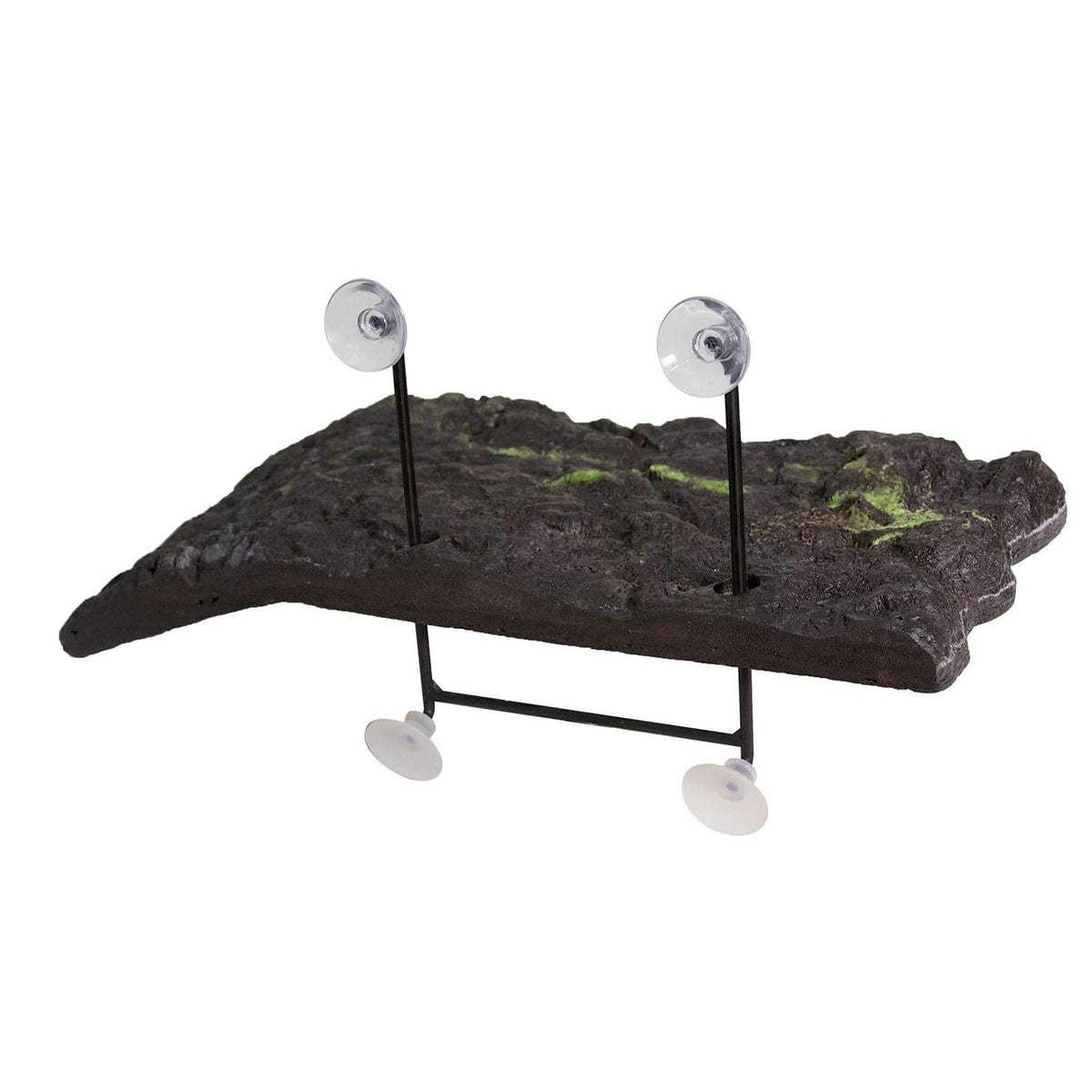 Turtle Dock T19462