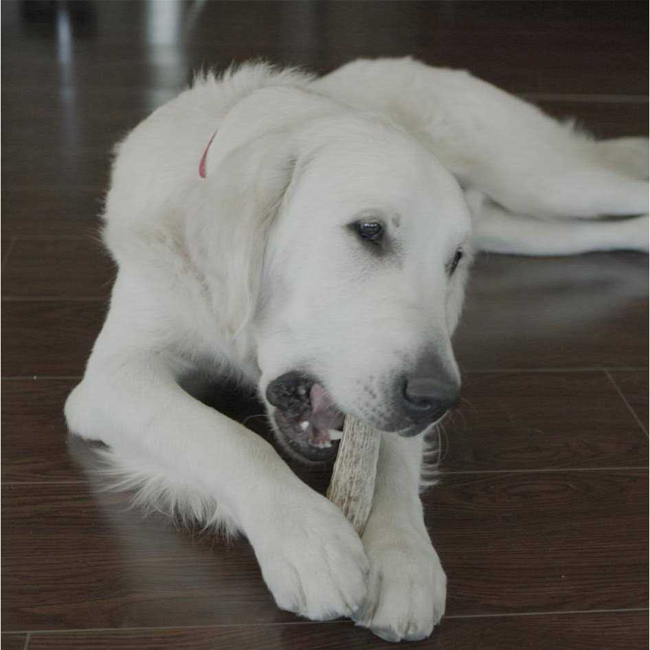 Deer Antler W618579