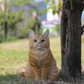 Orange Tabby Cat Sitting Q8547