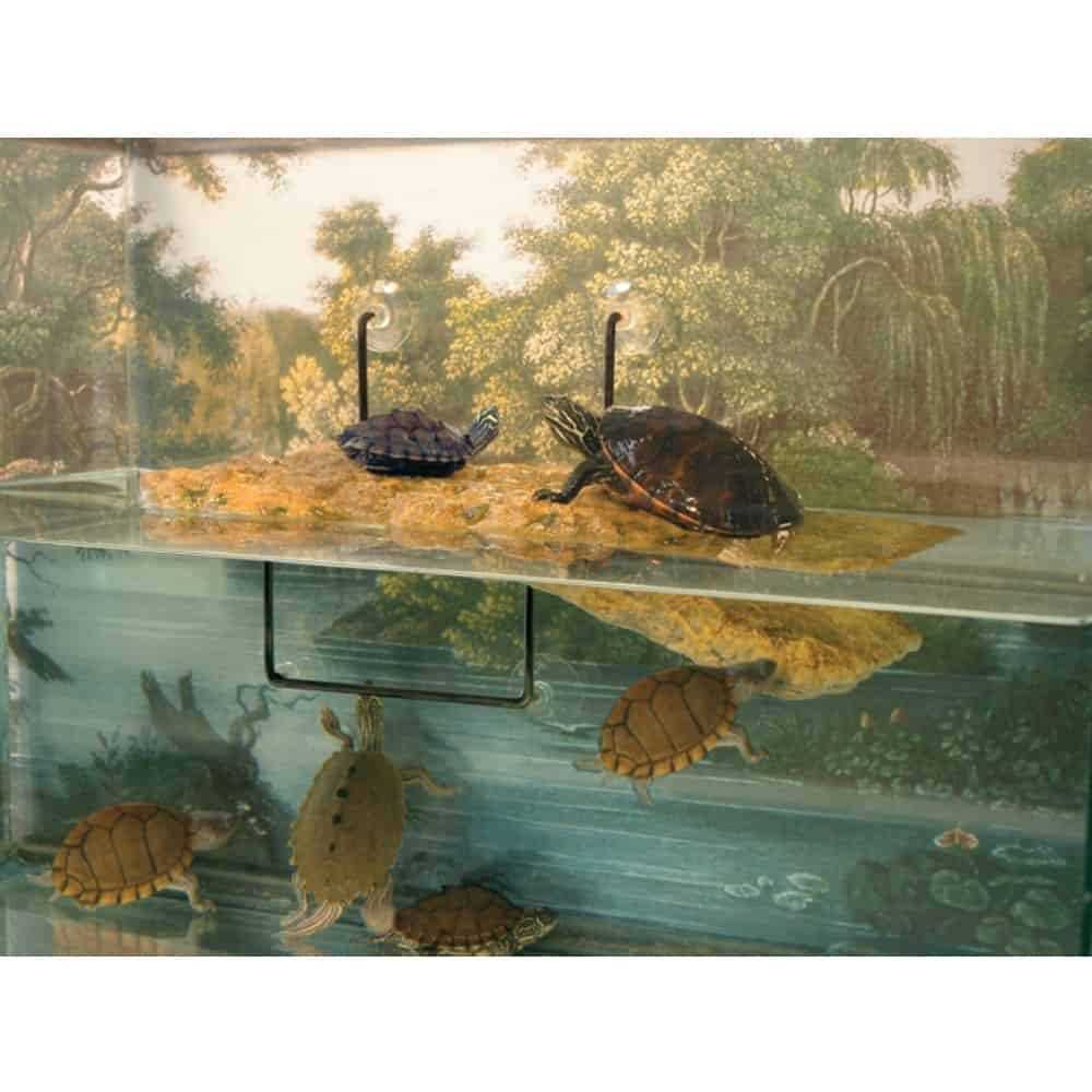 Turtle Dock T19462