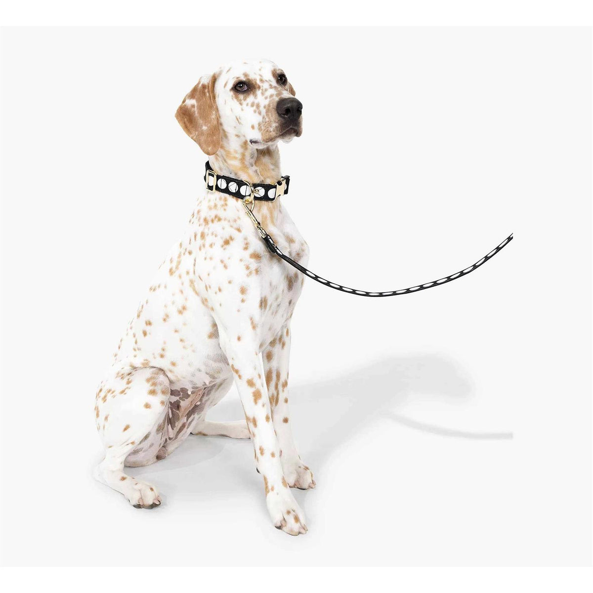 Dog Collar H79966