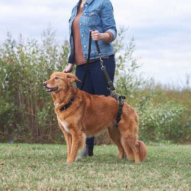 Handicapped Support Dog Harness R949886