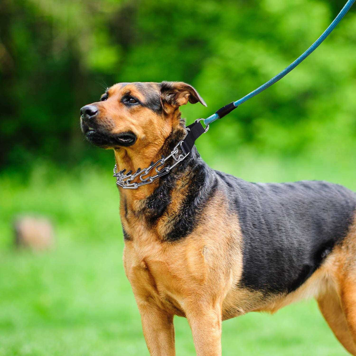 Dog Training Collar, No Pull Prong Collar for Large Dogs P5189