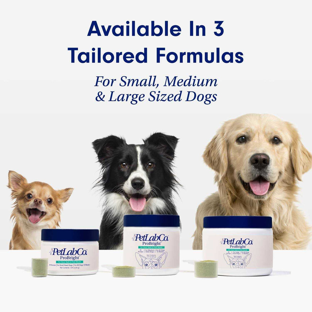 Dog Dental Powder B79477