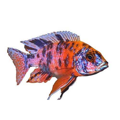 Fish Food for African Cichlids Tetras Tropical Fish U4406