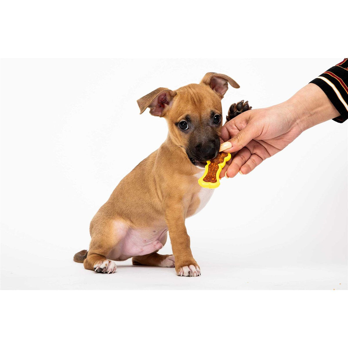 Dog Chew Toy Treat F31701